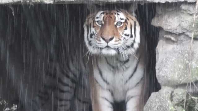 Amur Tiger at Linton Zoo in Cambridge