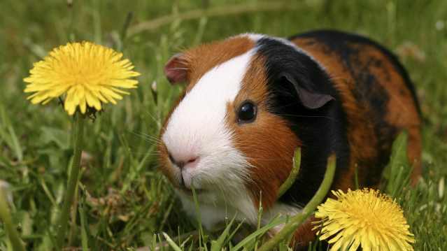 Guinea pig at Gypsy Wood in Caernarfon