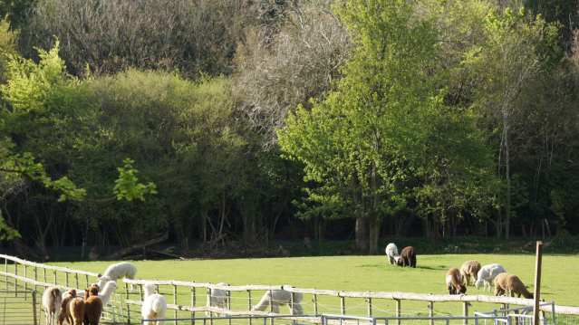 Alpacas at Dunreyth Alpacas in Chichester