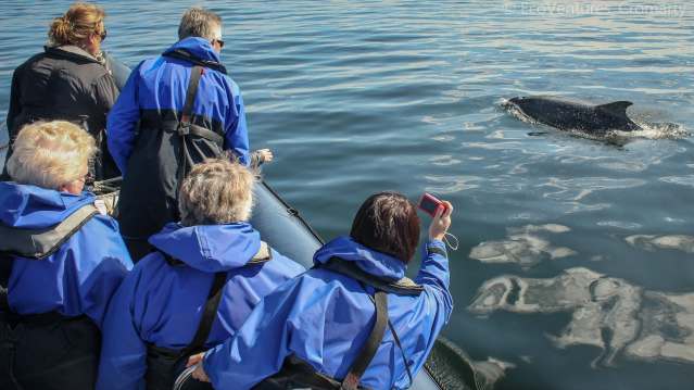 Dolphin sighting at Ecoventures in Cromarty
