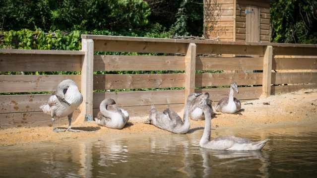 Cygnet swans at Abbotsbury Swannery in Weymouth