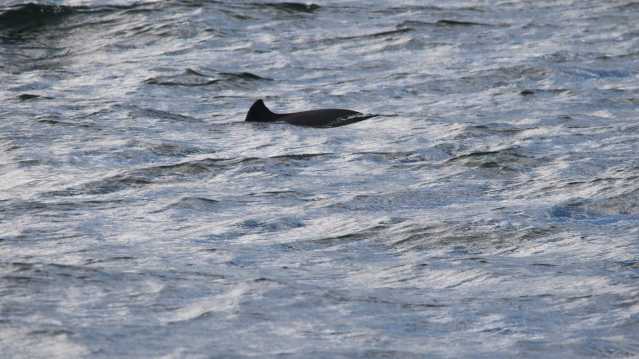 Sighting at Whitby Whale Watching Centre