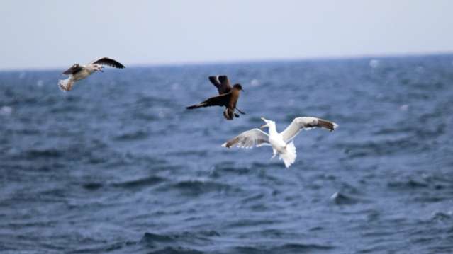 Seagulls at Whitby Whale Watching Centre