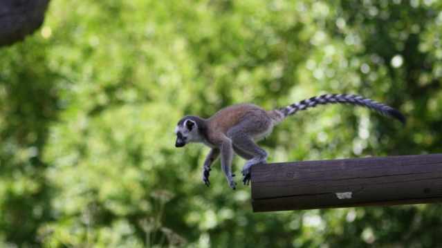 Lemur at Birmingham Wildlife Conservation Park