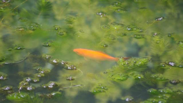 Koi fish in pond at Manor Heath Park and Jungle Experience in Halifax