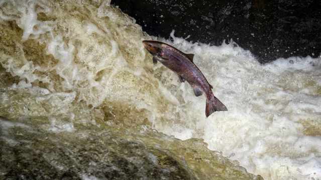 Salmon in stream at Philiphaugh Salmon Viewing Centre in Selkirk