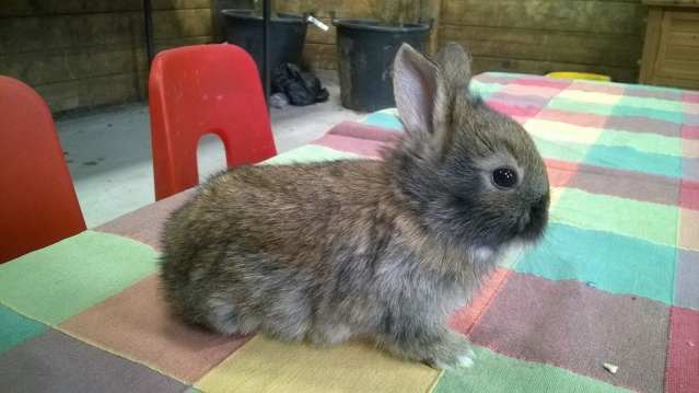 Rabbit at Ferry Farm Country Park in Nottingham