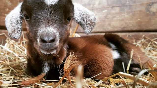 Goat at Ferry Farm Country Park in Nottingham