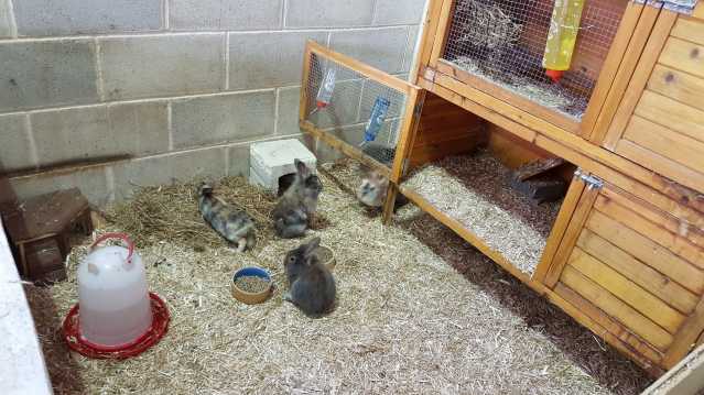 Rabbits at Aston Springs Farm in Sheffield