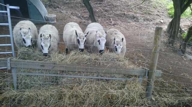 Sheep at Aston Springs Farm in Sheffield