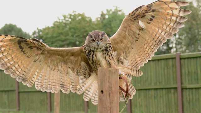 Owl at Gentleshaw Wildlife Centre in Eccleshall