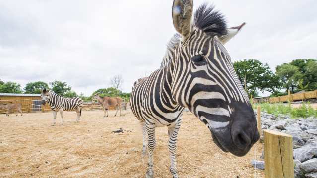Zebras at Wild Place Project in Bristol