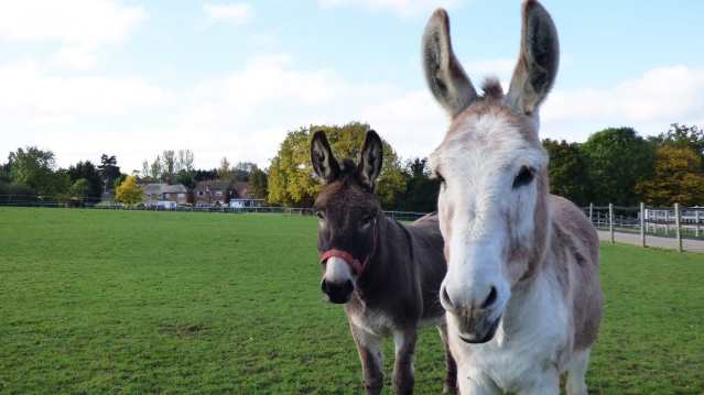 Donkeys at Redwings Ada Cole in Nazeing