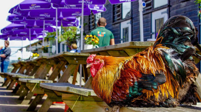 Chicken at Belmont Childrens Farm in Mill Hill