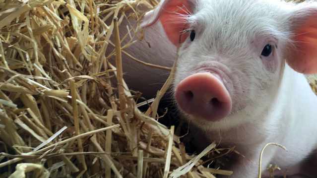 Piglet at Longdown Activity Farm in Ashurst