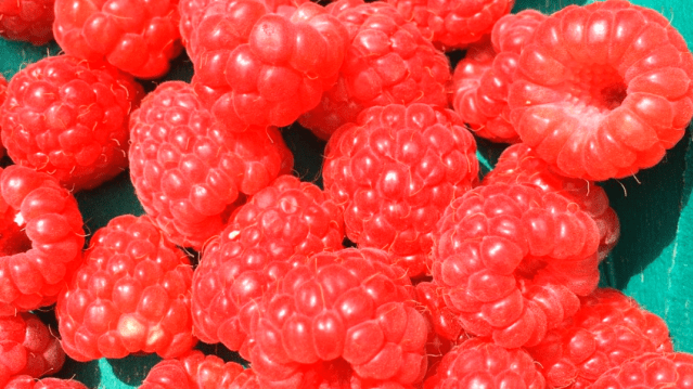 Raspberries at Copas Farm Cookham