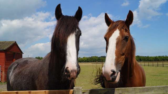 Redwings Horse Sanctuary Caldecott - Featured Image - 3