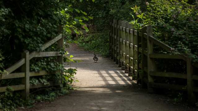 Duck crossing bridge at Barnwell Country Park in Oundle