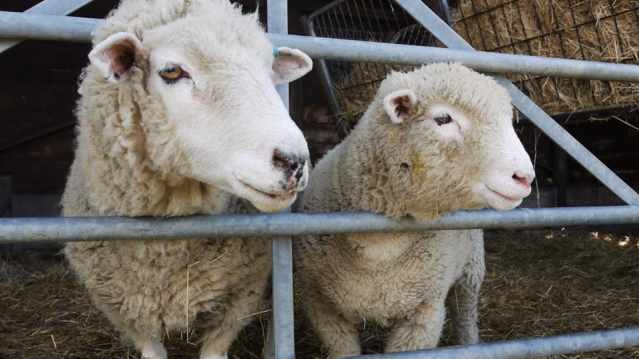 Sheep at Hartcliffe Farm in Bristol