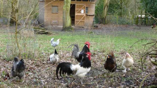 Chickens at Tam O'Shanter Urban Farm in Wirral