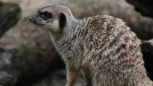 Meerkat at Millets Farm Falconry in Abingdon