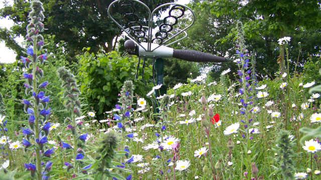 Flowers at Ryton Pools Country Park in Coventry