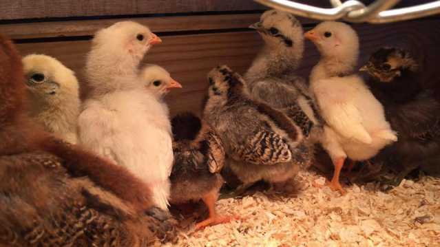 Baby chickens at Muddy Boots in Cupar