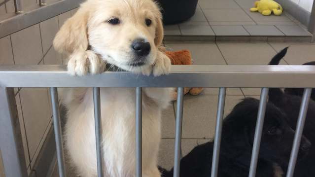 Puppies at Guide Dogs National Breeding Centre in Leamington Spa