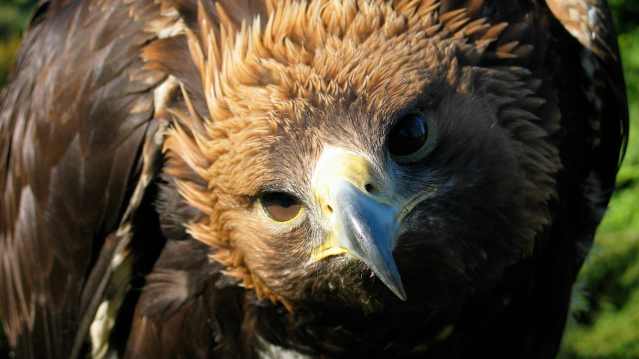 Hawk at Predator Experience in Lake District