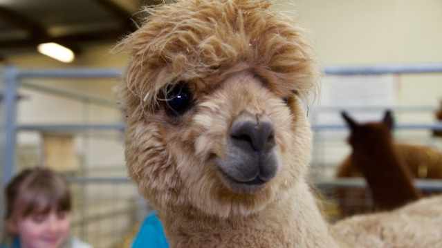 Alpaca at Fishers Farm Park in Wisborough Green