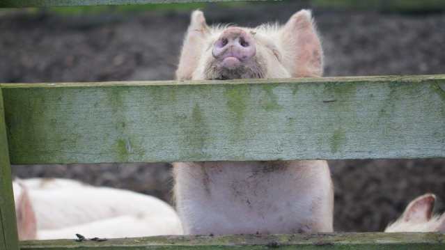 Piglet at Gorse Hill City Farm in Leicester