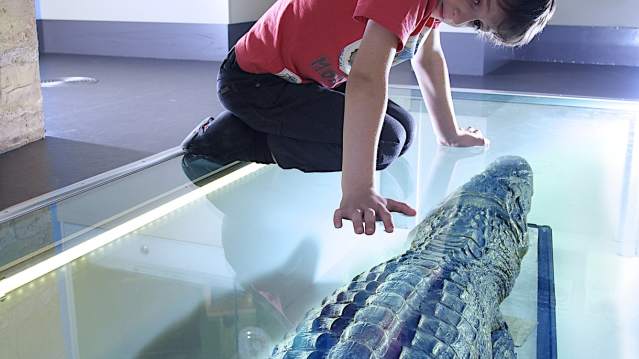 Boy looking at crocodile at Wakefield Museum