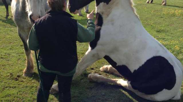 Person with horses at Lulworth Equestrian Centre in Wareham