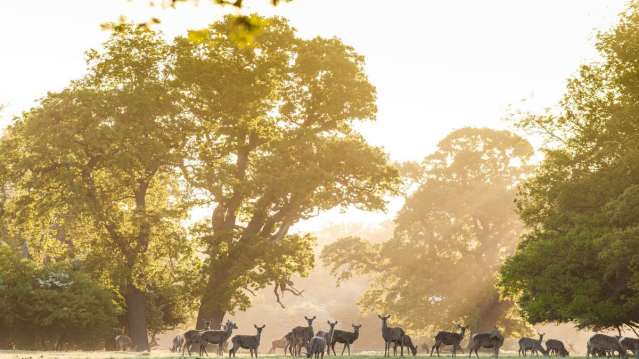 Deer at Windsor Great Park in Englefield Green