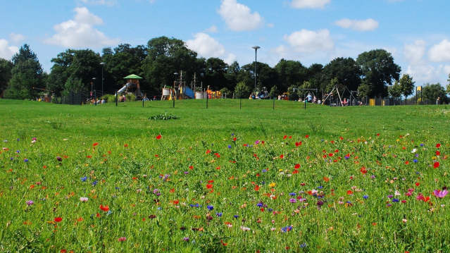 Wild flowers at Withy Grove Park in Preston