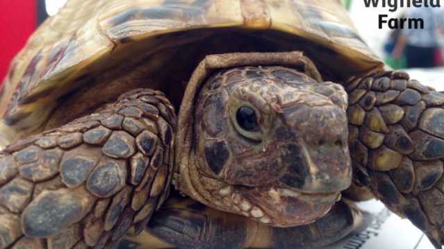 Tortoise at Wigfield Farm in Barnsley