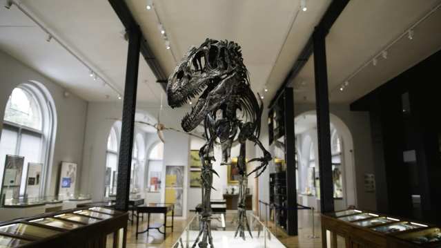 Dinosaur skeleton at Lapworth Museum of Geology in Birmingham