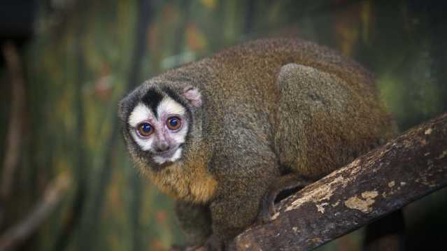 Tropical World Roundhay - Featured Image - 1