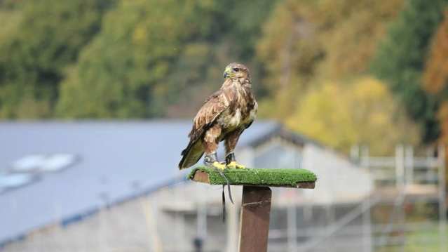 Hawk at Willows Bird of Prey Centre in Knockholt