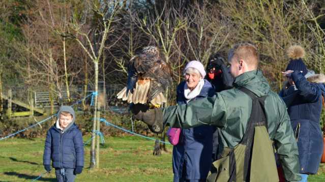 Hawk at Willows Bird of Prey Centre in Knockholt