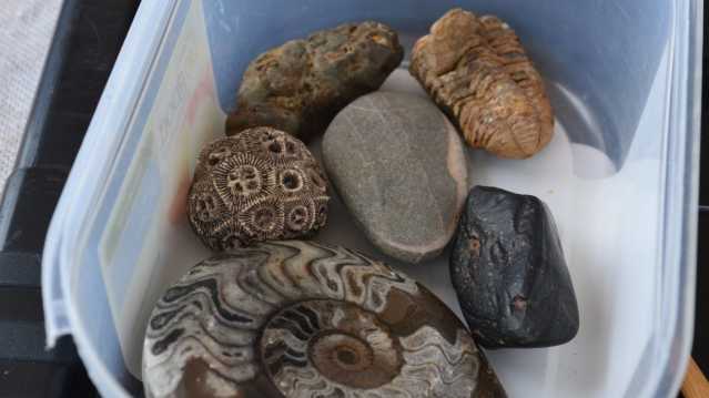 Fossil rocks at Brixham Heritage Museum