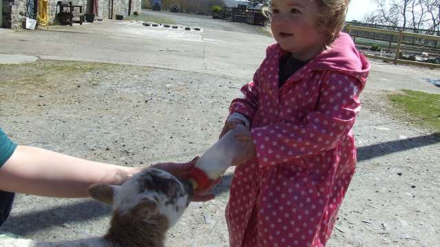 Girl feeding lamb at The Childrens Farm Park in Harlech