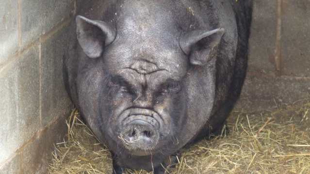 Pig at The Childrens Farm Park in Harlech