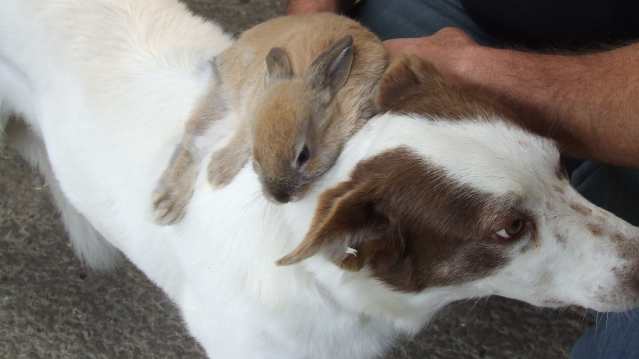 Rabbit and dog at The Childrens Farm Park in Harlech