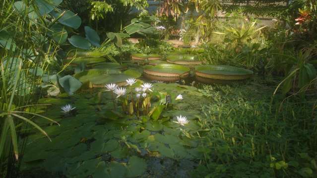 Pond at The University of Oxford Botanic Garden