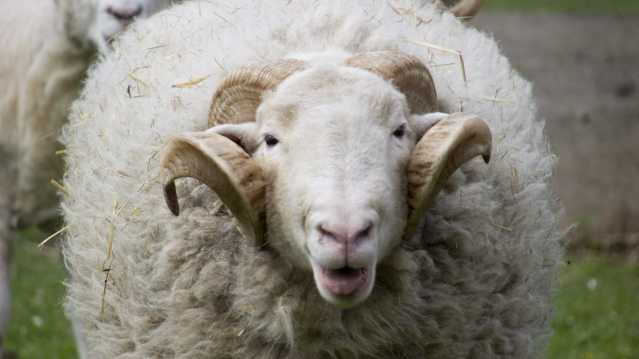 Ram at Freightliners Farm in North London
