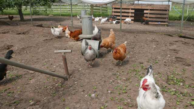 Chickens at Craigie's Farm Shop and Cafe in Edinburgh