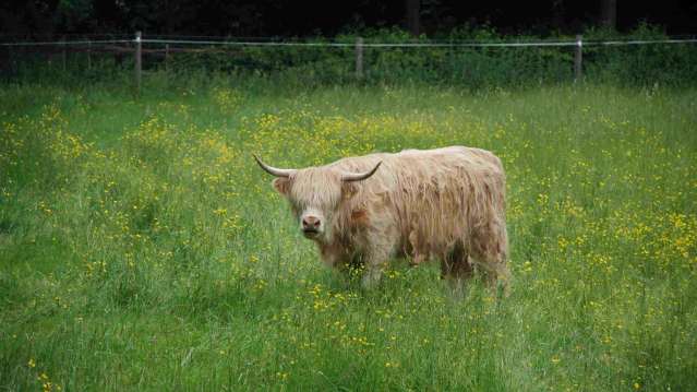 Highland cow at Wandlebury Country Park in Cambridge