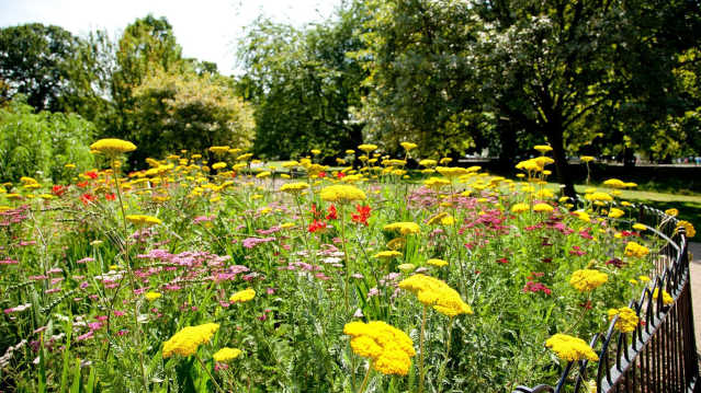 Gardens at Greenwich Park
