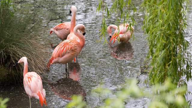Flamingos at Amazona Zoo in Cromer